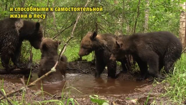 Благотворительная акция для медвежат-сирот смотреть онлайн