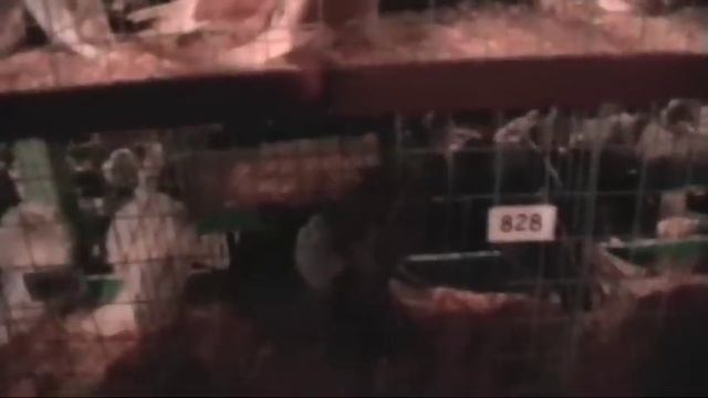 голуби выставка Харьков 2010.mpg смотреть онлайн