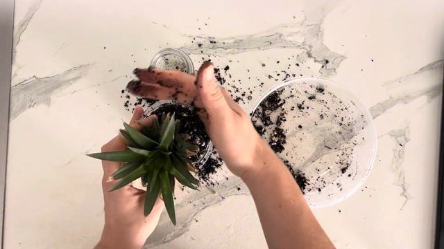 Как вырастить ананас в домашних условиях. Грунт для ан смотреть онлайн