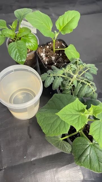 1 грамм под рассаду томатов перцев огурцов и даже чахл? смотреть онлайн