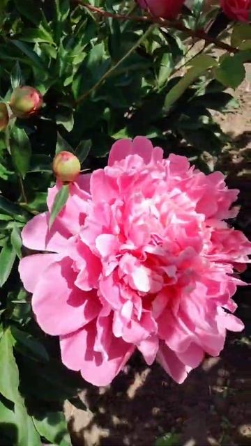 #пионы #цветы #красота #приколы #природа #растения #рек # смотреть онлайн