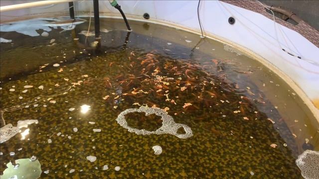 Новый светильник и просто новости смотреть онлайн