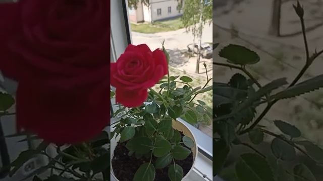 Помним,Любим,Скорбим.Эта боль не проходит с годами🙏🙏🙏 смотреть онлайн