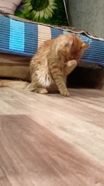 Внимание Акция #юмор#смешные котики #кот. смотреть онлайн