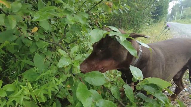 Гуляем под дождём. Жизнь в деревне после переезда. смотреть онлайн