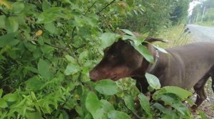 Гуляем под дождём. Жизнь в деревне после переезда.