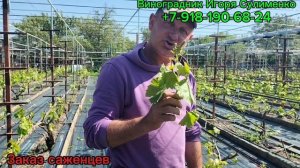 Нормировка побегов винограда.