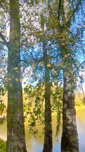 от чего так в России берёзы шумят... смотреть онлайн