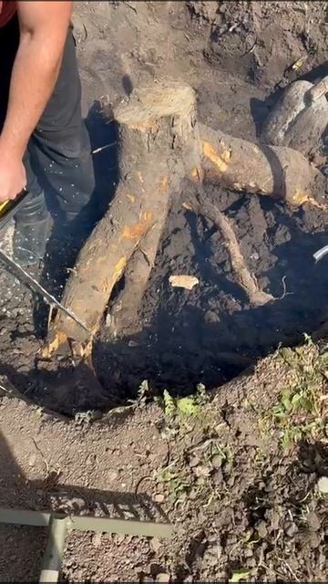 выкорчёвывание корней деревьев.