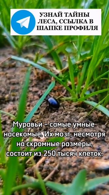 Муравьи самые умные насекомые #муравей #муравейник #му смотреть онлайн