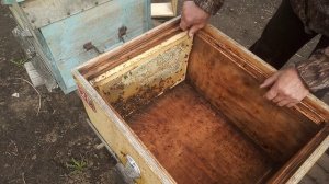 1.5 месяца после выставки пчёлок из зимовника . Пересаживаем , расширяем .