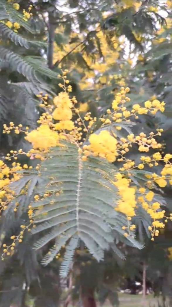 Цвет настроения - жёлтый! Мимоза и не только в январе! смотреть онлайн