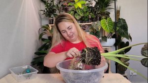 Пересадка алоказии Регал Шилдс/из детки во взрослое р?