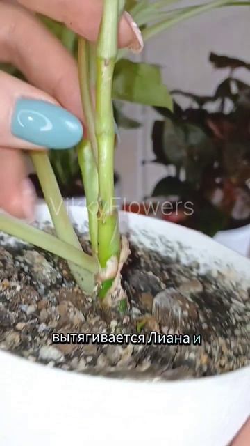 Секрет Сингониумов #сингониум #сингониумуход #комнатн смотреть онлайн