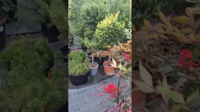 Важность ухода за растениями первый 3 года . #дача #сад # смотреть онлайн