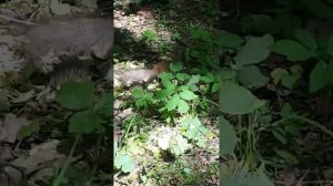 Реальная белка 2