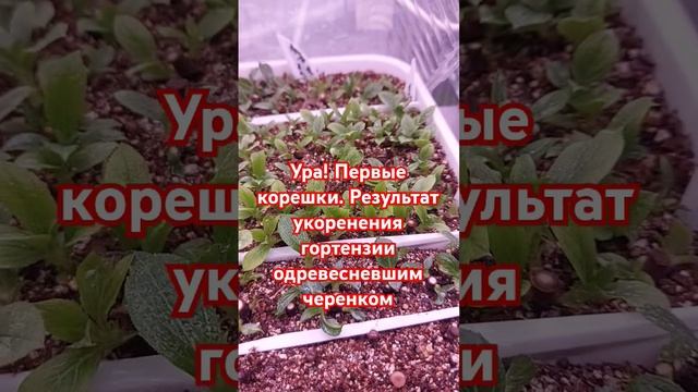 Первые корни у одревесневшего черенка гортензии#горт? смотреть онлайн