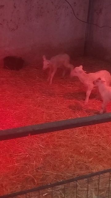 Лампы согревающие#греция #греция #goat #animals #животные #фе смотреть онлайн