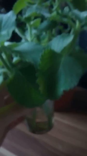 Плектрантус, Plectranthus amboinicus "Мексиканский орегано" смотреть онлайн