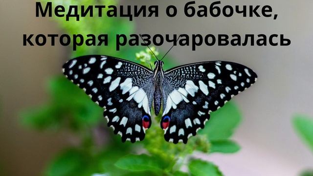 Медитация о бабочке, которая разочаровалась смотреть онлайн
