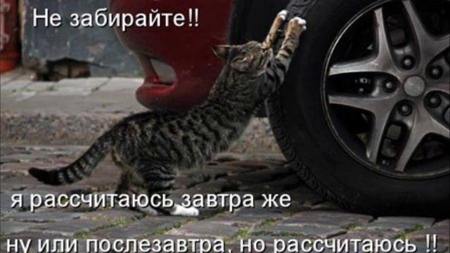 Прикольные коты.wmv смотреть онлайн