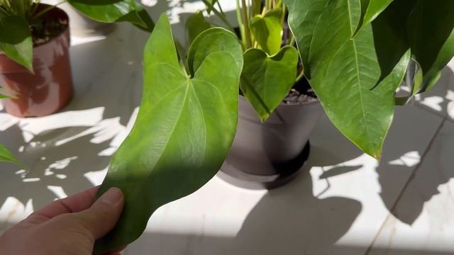 Антуриум, Мужское Счастье, Желтеют Листья смотреть онлайн