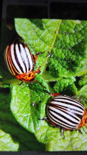 Отдам в добрые руки🤣🤣🤣