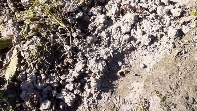 Личинка майского жука - убийца огорода. смотреть онлайн