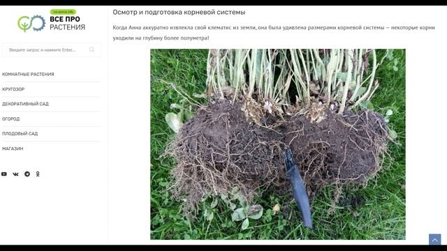 Как пересадить клематис на новое место весной: пошаго? смотреть онлайн