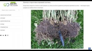 Как пересадить клематис на новое место весной: пошаго?