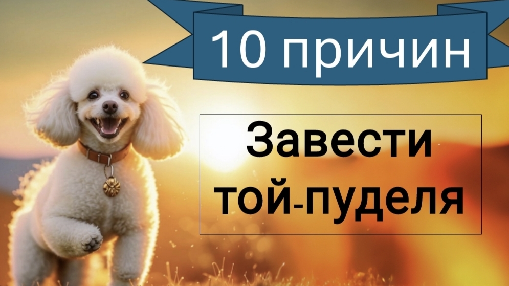 10 причин завести той-пуделя / плюсы породы той-пудель / обзор породы пудель смотреть онлайн