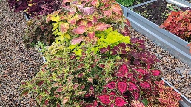 Продажа колеусов. Акция. смотреть онлайн