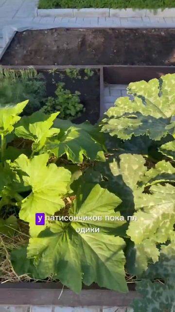 132. 16.07.2024 #сад #огород #дача #теплица #рассада #тыква #пат смотреть онлайн