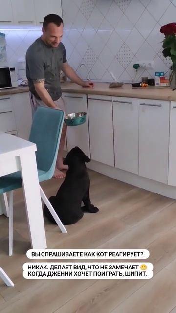 Лабрадор 3 месяца. Второй день в новой семье. Еда наше в смотреть онлайн