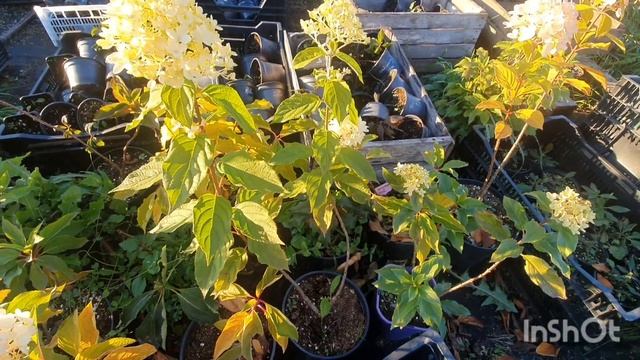 Подготовка питомника к зимовке. смотреть онлайн