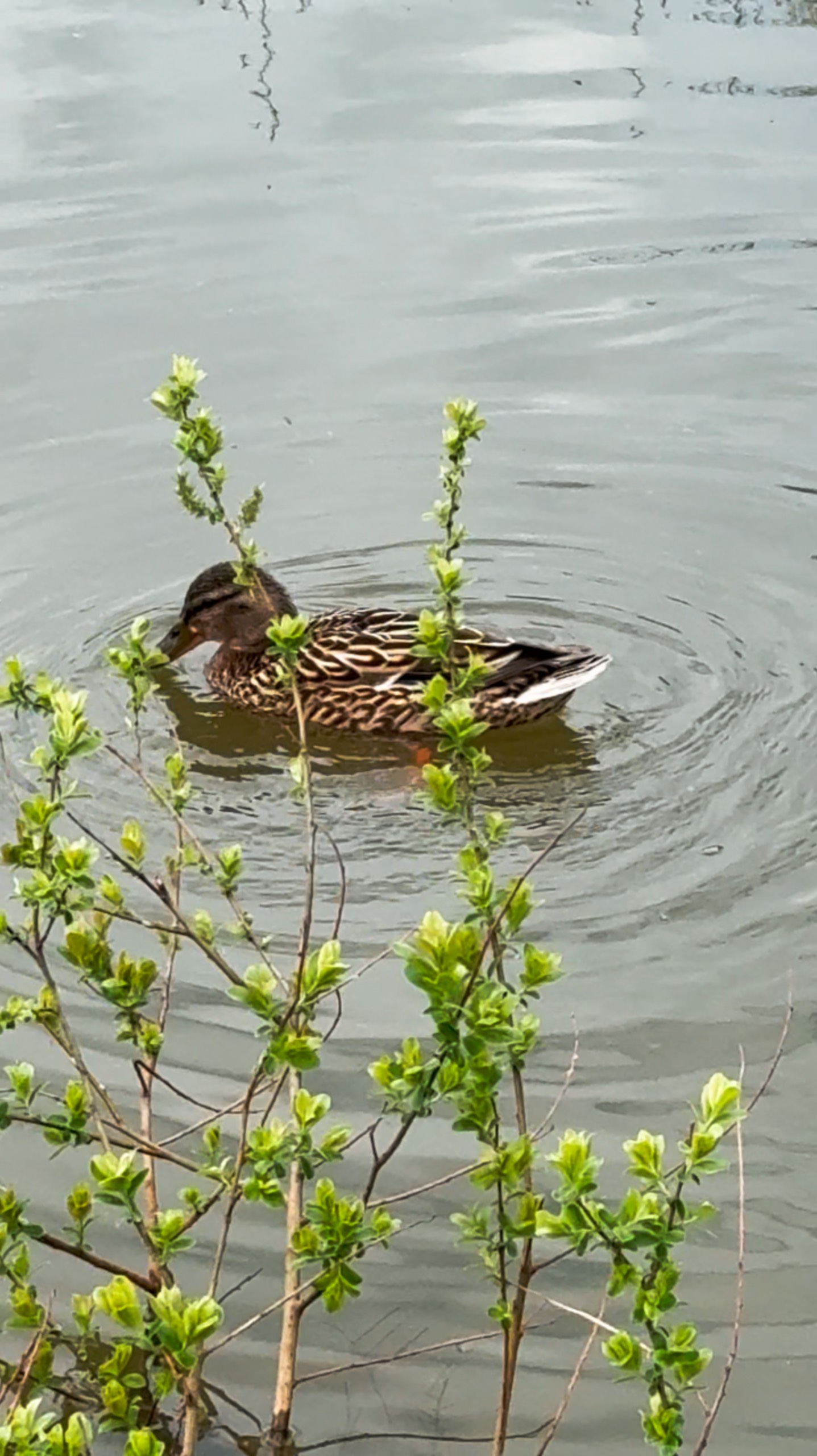 Утки едят хлеб 🍞 Чайка ловит рыбу #надаче смотреть онлайн
