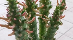 Аустроцилиндропунция. Austrocylindropuntia subulata....