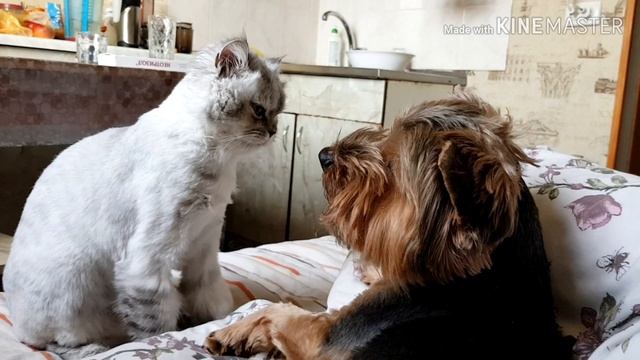 Кошки, собаки, приколы, любовь... смотреть онлайн