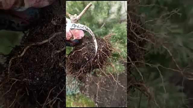 Выкапываю гортензии из грунта для высадки в кашпо, 21.04. смотреть онлайн