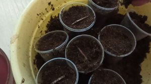 #изсемян КАТАЛЬПА ИЗ СЕМЯН #посадка#катальпа #сеянцы #н