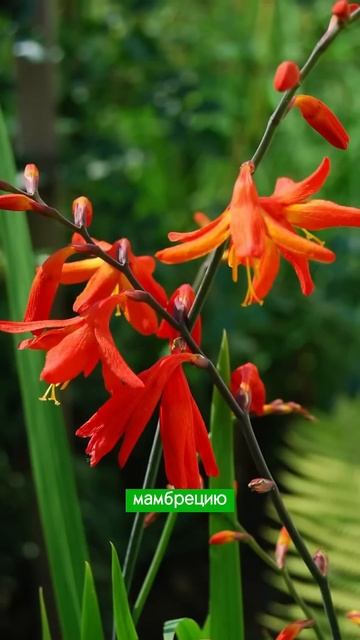 Ошибки начинающих садоводов #садоводство #дача #сад