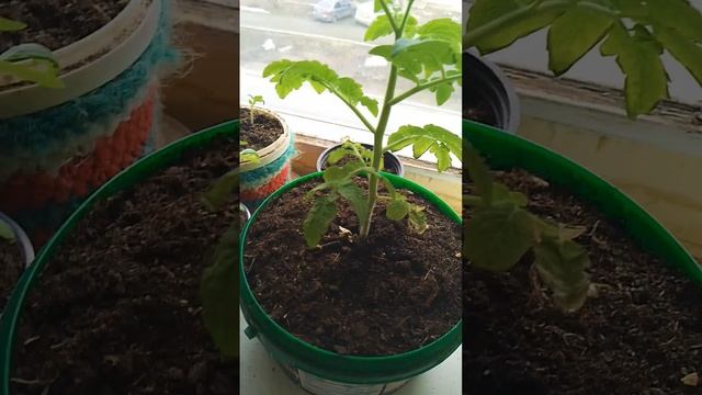 Проблема с Рассадой помидор 🍅 все плохо .