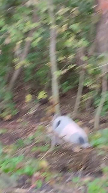 Соседский кабанчик капает за нас огород!!! смотреть онлайн