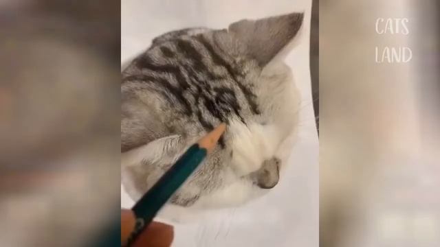 OMG So Cute Cats ♥ Лучшие смешные видео про кошек 2021 года Sequence 03 смотреть онлайн
