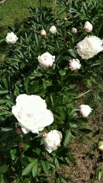 #shorts #цветнастроения #пион #лето смотреть онлайн