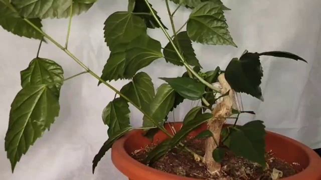 √3 гибискус 113