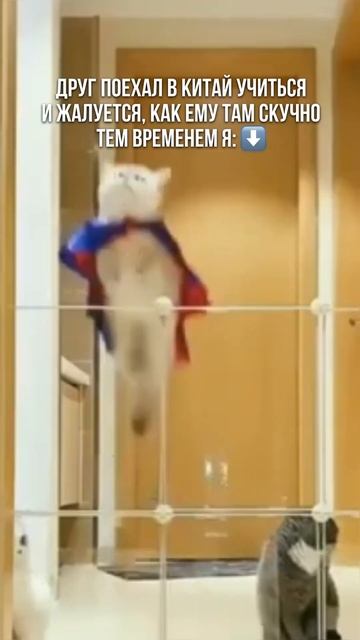 Если бы у меня такое в жизни было #китай #мем #китайскийязык #юмор #путешествия #кот #котики #мемы