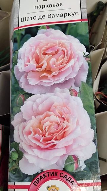 Роза для северных регионов. смотреть онлайн