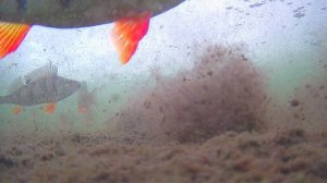 Реакция окуня на силикон.