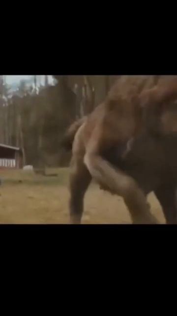 Безумным можно быть первым 🐺 #ржакадослез #экшен #ржа? смотреть онлайн